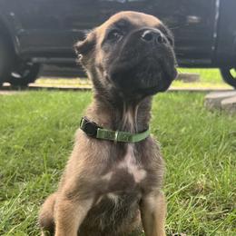 Dark Green Collar - Fawn male Cane Corso puppy in Kingsport, Tennessee from Gray Cane Corsos