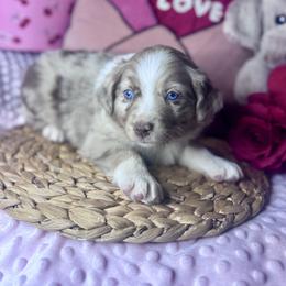 Rainer - Red merle male Miniature Australian Shepherd puppy in California from Eagle River Aussies