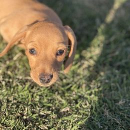 Bella - Cream female Dachshund puppy in Queen Creek, Arizona from Wrangling Dachshunds