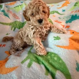 Riley aka Chunk - Cream male Maltipoo puppy in Mahwah, New Jersey from Awwws-n-Pawws