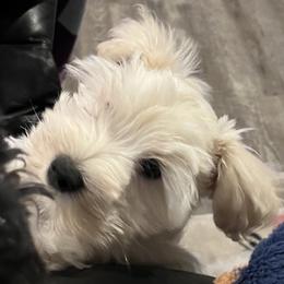 Stevie (red collar) - White male Miniature Schnauzer puppy in Port Orchard, Washington from Silver Bells Miniature Schnauzers