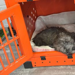 Glen of Imaal Terrier Puppies from Galore Glens