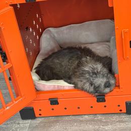 Glen of Imaal Terrier Puppies from Galore Glens
