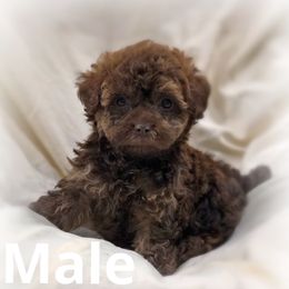 Poodle Puppies from Upper Echelon