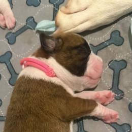 Pink - Brindle female Boxer puppy in Evington, Virginia from Boxer Tails