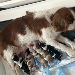 Cavalier King Charles Spaniel puppies from Russell Cavailers