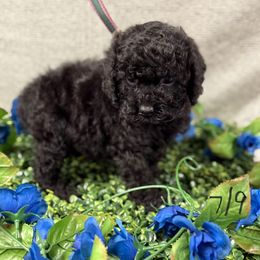 Fay black boy - Black male Cockapoo puppy in Haines City, Florida from Camic Cockapoos