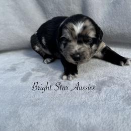 Thowra - Blue merle male Australian Shepherd puppy in Newton, Mississippi from Bright Star Aussies