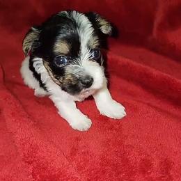 Yorkshire Terrier puppies from J Designer Puppies