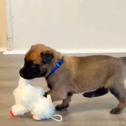 Dark blue - Red sable male Belgian Malinois puppy in Highland City, Florida from VonSal Kennels