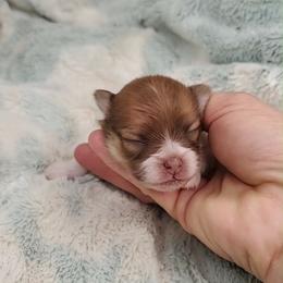 Girl 1 - Chocolate parti female Pomeranian puppy in Tulsa County, Oklahoma from CP Kennels