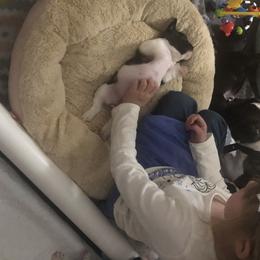 French Bulldog and Miniature Bull Terrier Puppies from DyHar Bullies