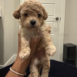 Lulu - Apricot female Cavapoo puppy in Spanish Fork, Utah from Hamann's Cavapoo Puppies