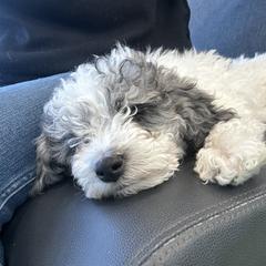 Cockapoo and Golden Mountain Doodle Puppies from Doodles of Joy