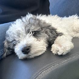 Cockapoo and Golden Mountain Doodle Puppies from Doodles of Joy