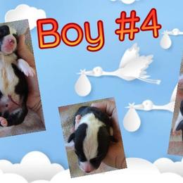 Pembroke Welsh Corgi Puppies from Country Rain Corgis