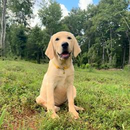 Sunflower - Yellow female Labrador Retriever puppy in Marietta, South Carolina from Trust in the Lord Labradors