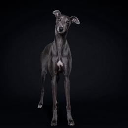 Afina - Greyhound