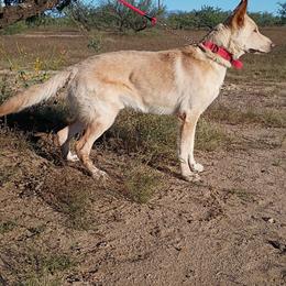 Ross - White male German Shepherd puppy in Cochise, Arizona from Freiheit Von Himmel  Shepherds