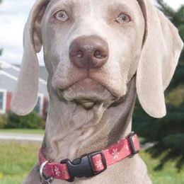 Weimaraners from Lara Wines' Weimaraners