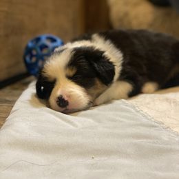Border Collie Puppies from Herding Heritage