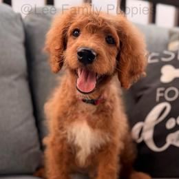 Miniature-Red collar - Red  male Goldendoodle puppy in Tennessee from Lee Family Puppies
