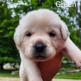 Green collar - Yellow male Labrador Retriever puppy in Mossyrock, Washington from White River Labradors