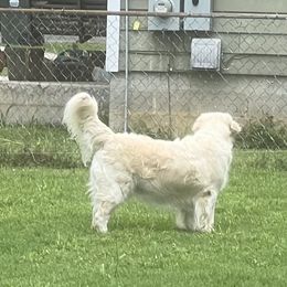 Golden Retrievers from Vicki Wall's Golden Retrievers