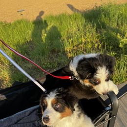 Australian Shepherd and Miniature American Shepherd Puppies from Alolan Angel Aussies