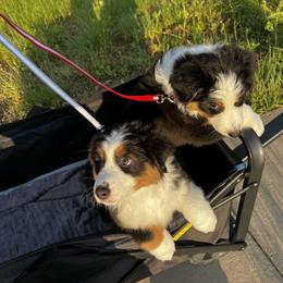Australian Shepherd and Miniature American Shepherd Puppies from Alolan Angel Aussies