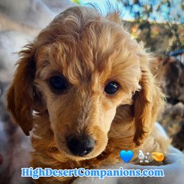 Peter - Apricot male Poodle puppy in Dolan Springs, Arizona from High Desert Companions