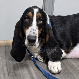Baskat - Black brown and white female Basset Hound puppy in Amelia, Ohio from Lady Mae Bassets