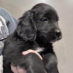 Boy 4 (Brown) - male Golden Mountain Dog puppy in Wyoming from Great Basin BMD