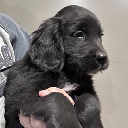 Boy 4 (Brown) - male Golden Mountain Dog puppy in Wyoming from Great Basin BMD