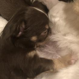Tatum(now - Chocolate and white female Chihuahua puppy in Amelia, Virginia from Pannell’s Precious Pups