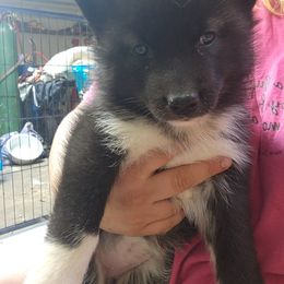 Siberian Husky Puppies from Spirit of the Moon Siberians