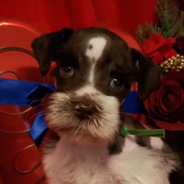 Miniature Schnauzer Puppies from Mountain View Schnauzers