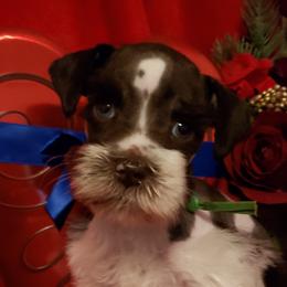 Miniature Schnauzer Puppies from Mountain View Schnauzers