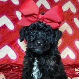Rose - Phantom female Poodle puppy in Buffalo, Illinois from Pear Tree Pups