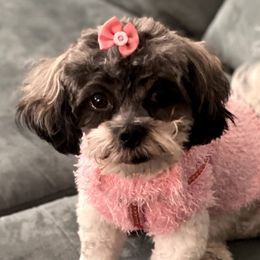 Roxie - Maltipoo