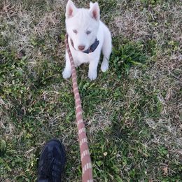 Siberian Husky Puppies from Husky Hollar