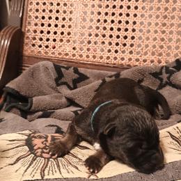 Blue - Black and tan female German Shepherd puppy in Dawsonville, Georgia from Vom Aussenseiter