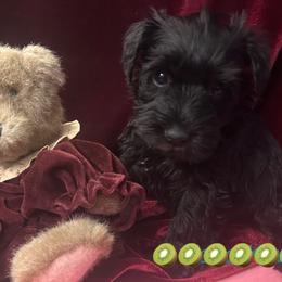 (Kiwi)Female 4 - Black female Miniature Schnauzer puppy in Granville, Ohio from Shull Mini Schnauzers