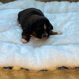 Sabbath - Chocolate male Shih Tzu puppy in Reading, Michigan from You Little Shih-tzu’s 😊