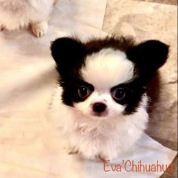 Panda Doll - Chihuahua