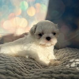 Cruz - Gold and white male Shih Tzu puppy in Morrisville, Missouri from Sweetbriar Shih Tzu