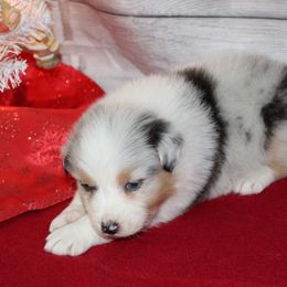 Ciera - Australian Shepherd puppy from Briarbrook Australian Shepherds