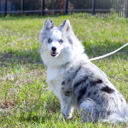 DIAMOND - Pomsky