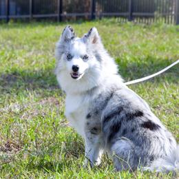 DIAMOND - Pomsky