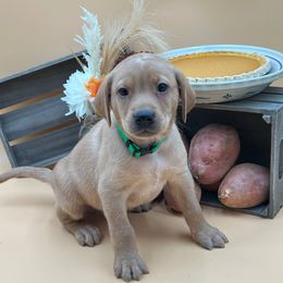 Green - Yellow male Labrador Retriever puppy in Heath Springs, South Carolina from Rich Hill Retrievers